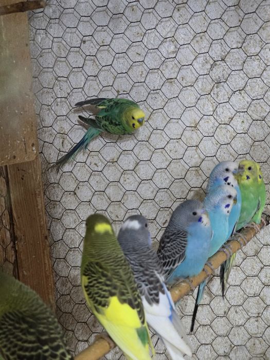 Vand papagali peruși