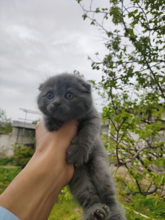 Mushukcha skotish fold