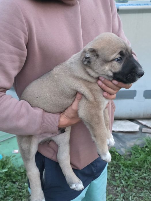 Щенки алабая 1.5 месяца