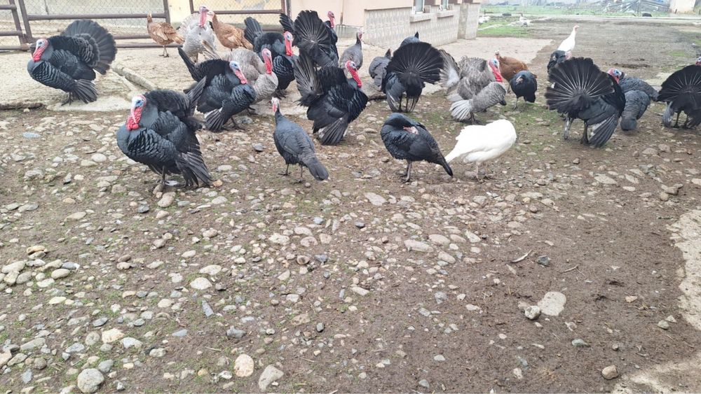 Продавам домашни пуйки