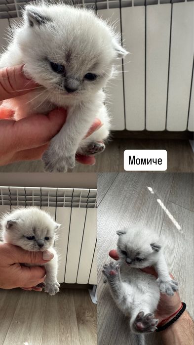 Елитни Британски бебета от Баща – Троен Европейски Шампион