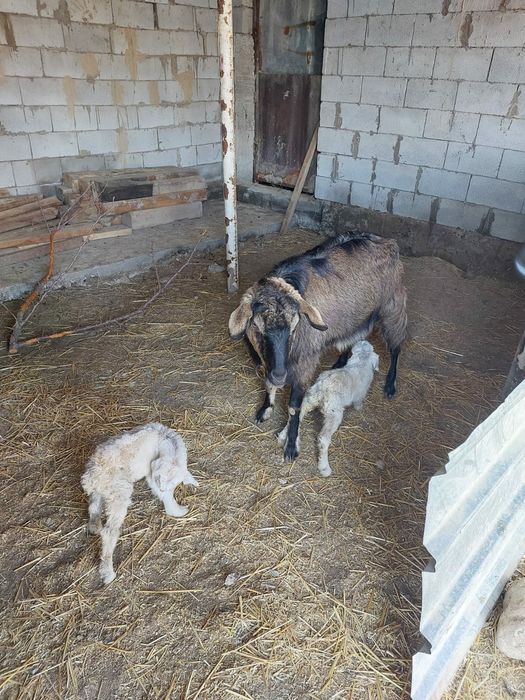 Дойная Коза с козлятами