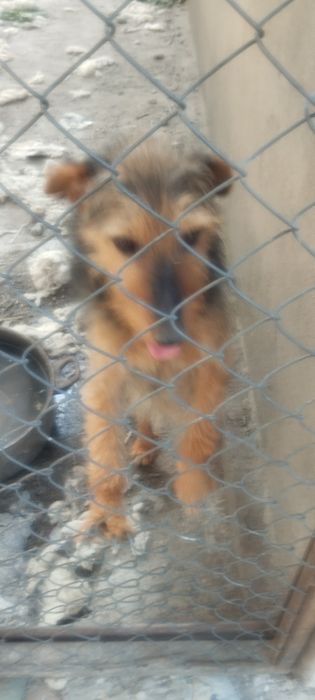 Продам смесь ягдтерьера с Фоксом ра