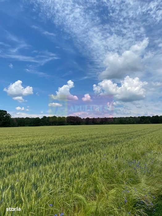 6,26 ha lângă DEx12 Pitești | 2,95 €/mp | acces DJ Pitești–Craiova