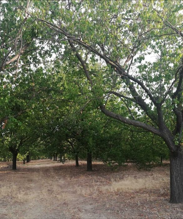 Продава се Земеделски имот в с. Калипетрово, Област Силистра -  кв.м за 5100 €/дка - Снимка #11