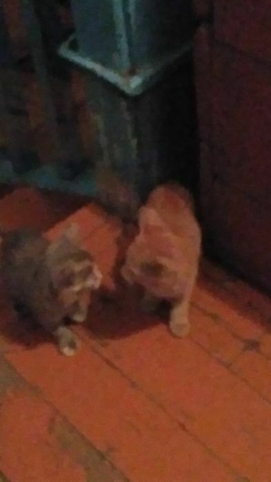 Котята котята котята