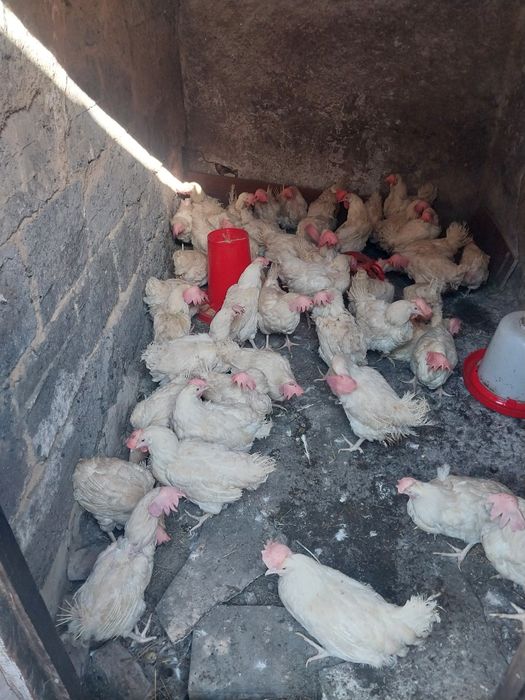 Куры несушка. Лергорн.