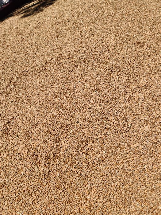 Grâu și orz curat, uscat