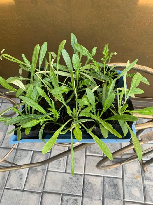 Рассада цветка Газанья