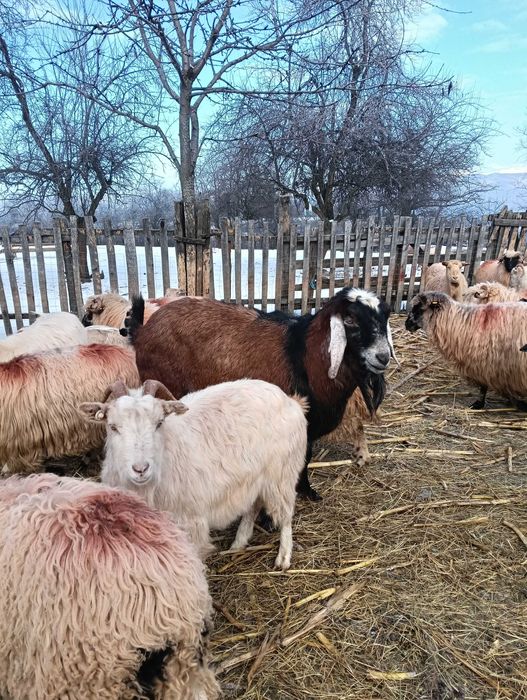 Vând capre de ținut