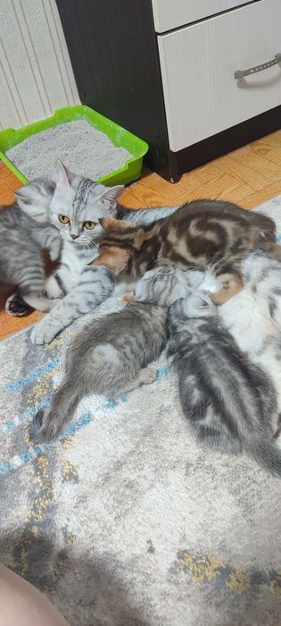 Отдам кошку в добрые руки