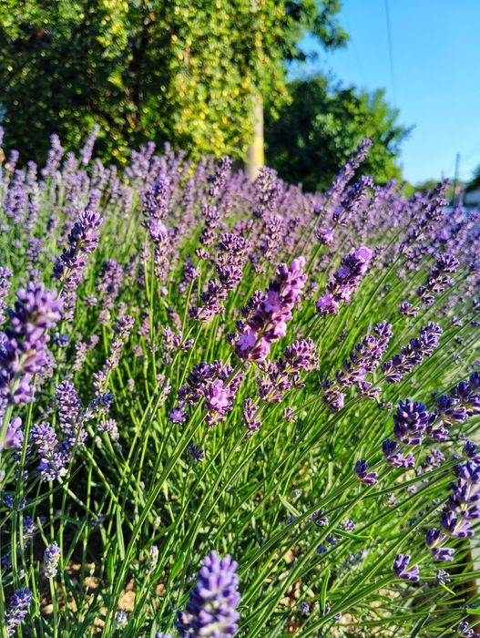 Разсад лавандула