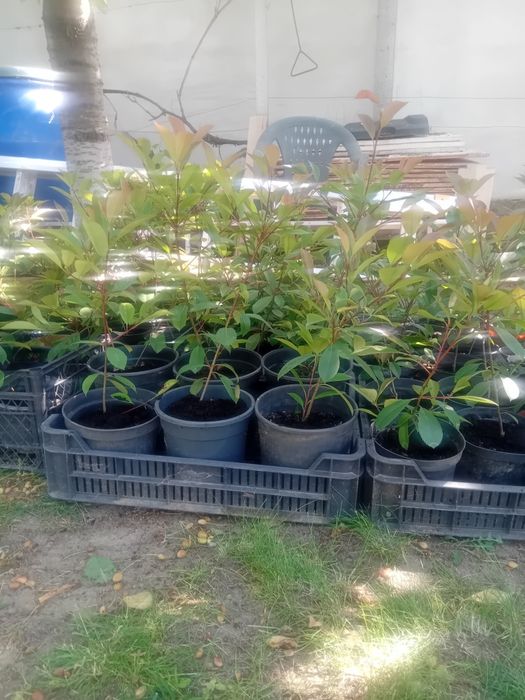 Photinia red Robin gard viu.