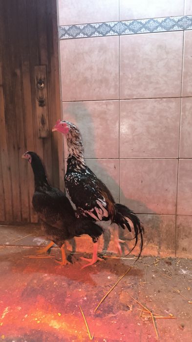 Бойцовский петух