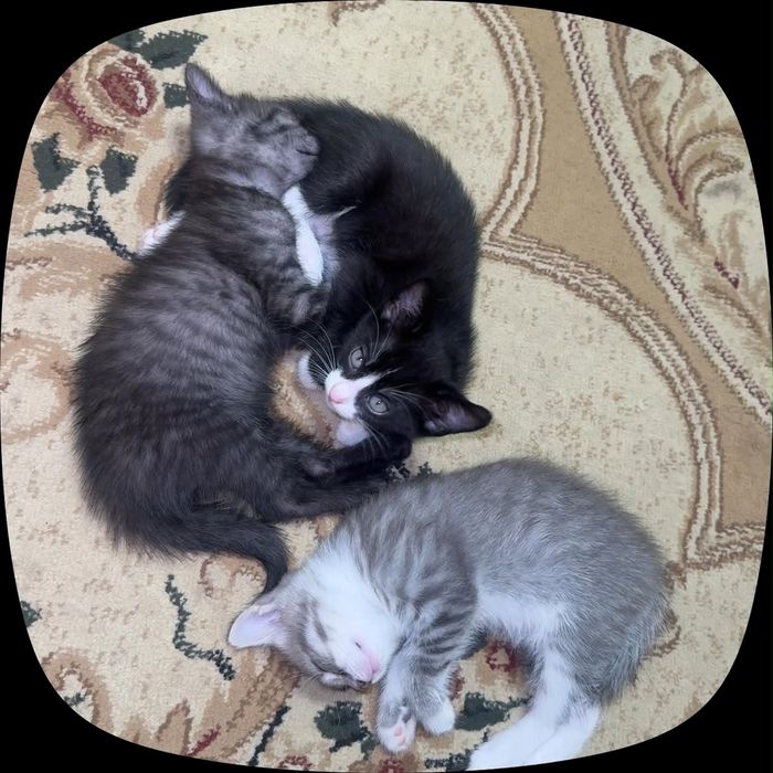 Отдам котят в хорошие руки