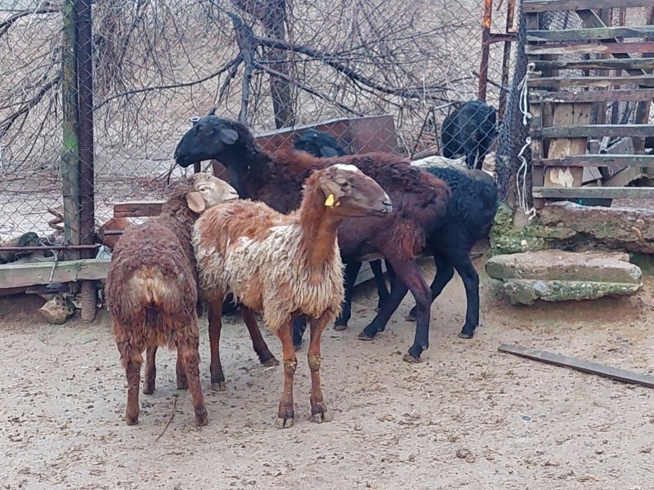 Жас ірі денелі қисары қозылы қойлар сатылады