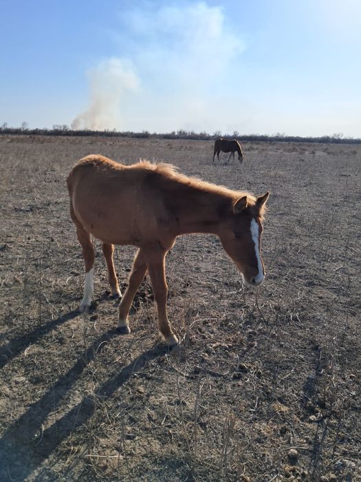 Тай сатылады еркек
