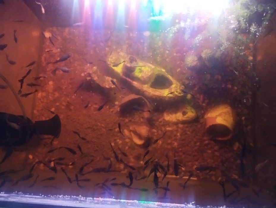 Akvarium baliklari bilan sotiladi pastafkasi xamma narsasi bilan