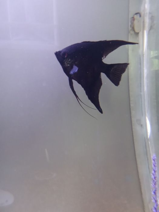 Рыбы  акваримуный