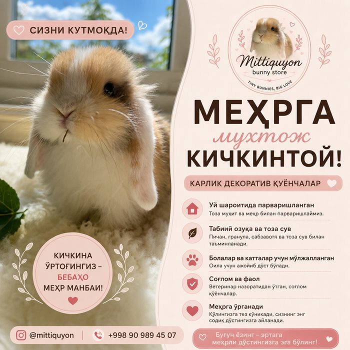 Кролик порода карлик баран минилоп