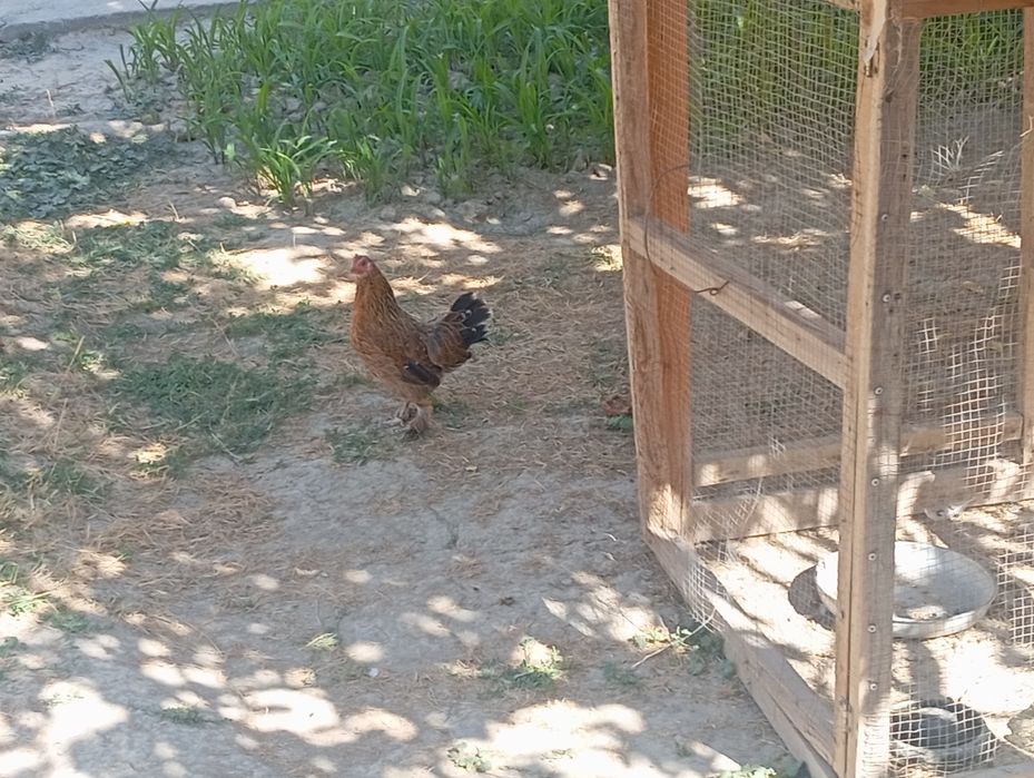 Yaponcha tovuq sotiladi