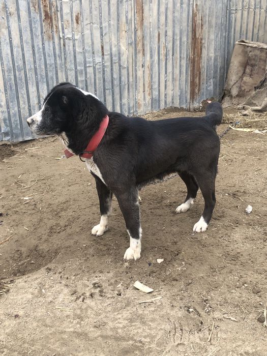 Таза қанды ұрғашы алабай