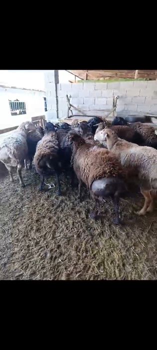 17 бас кошкар сатылады