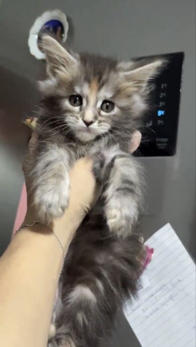 Роскошные котята мейн-кун