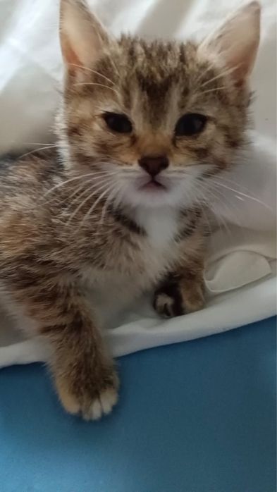 Отдам домашних котят в добрые руки
