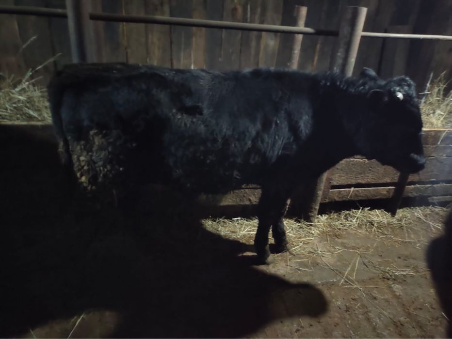 Бука сатам продам быка