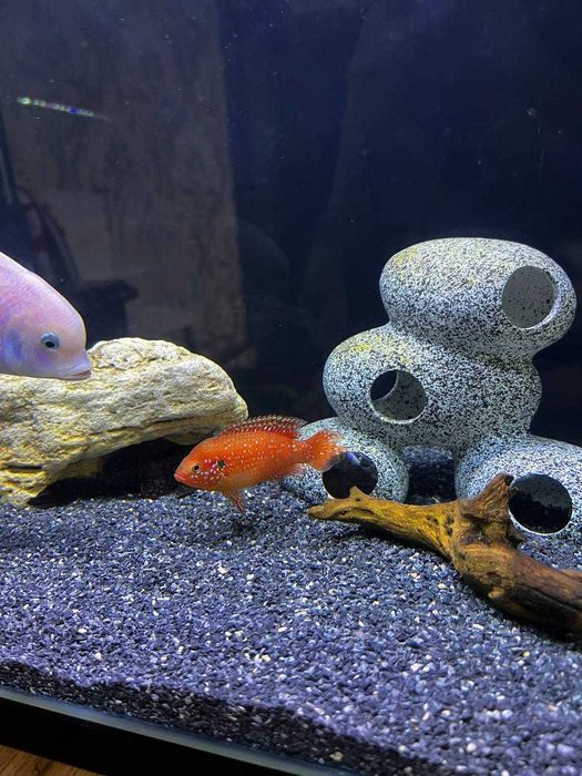 Рыба, белый дельфин и хромис готовые большие