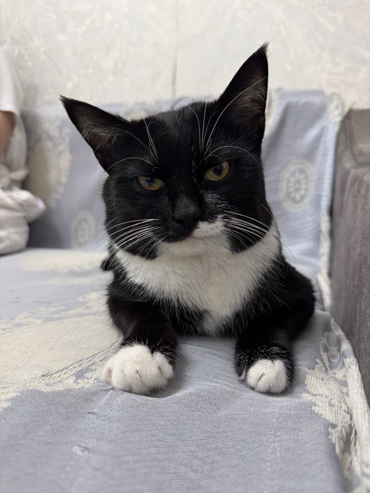 Ищем дом для кота
