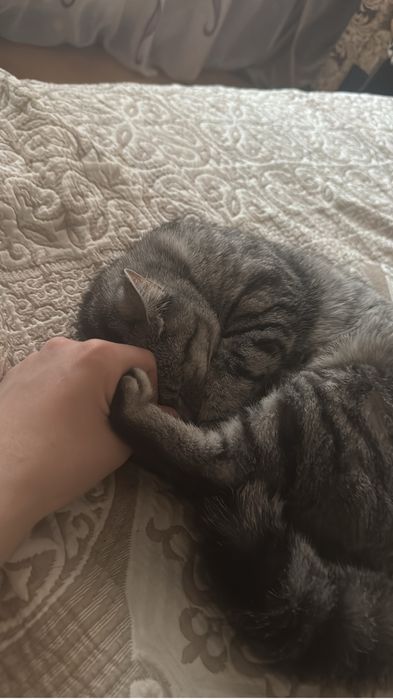 Кошка британская полосатая