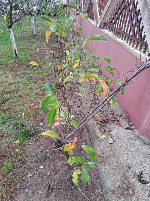 Magnolie / Magnolii  de vanzare plante de gradina