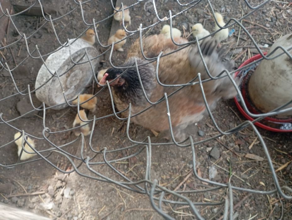 Квочка с Циплятоми