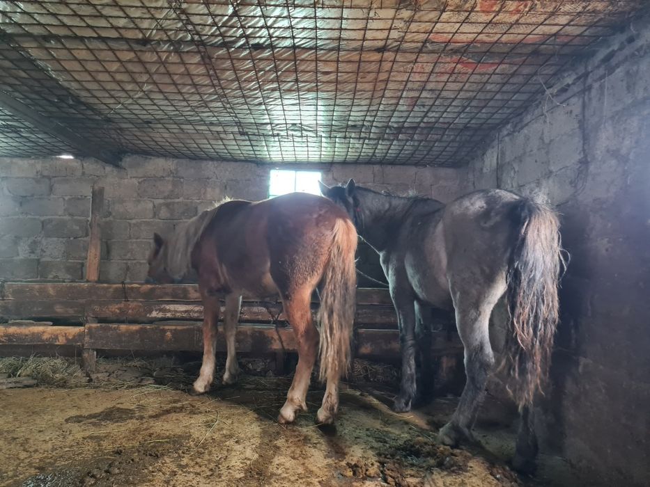 Тай сатылады еркек