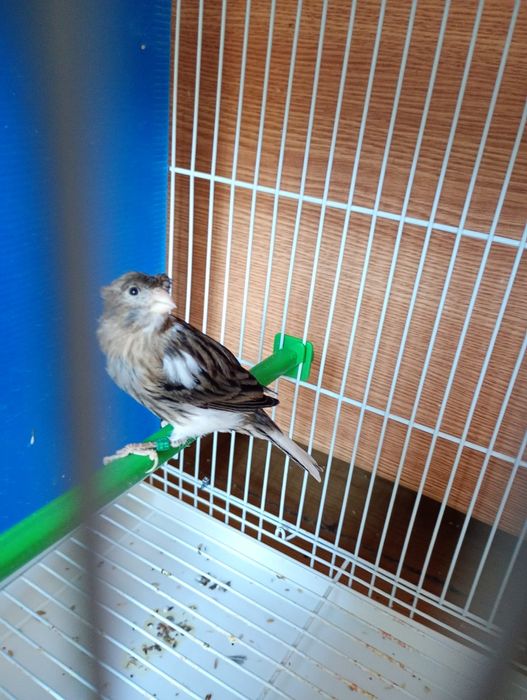 Canari. Masculi și femele