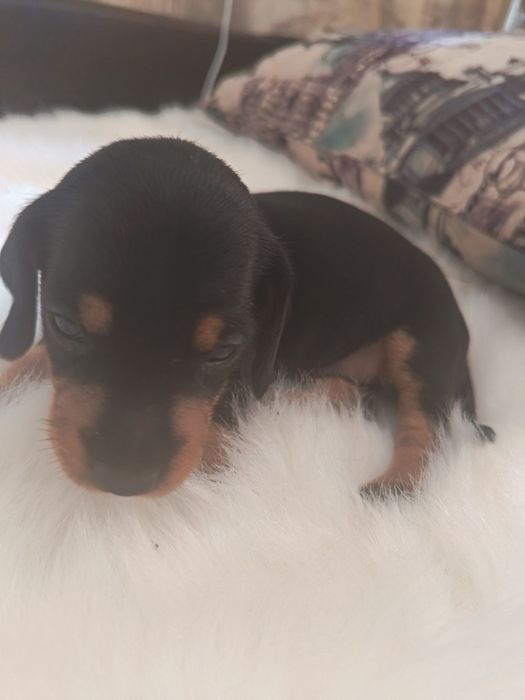Щенок мраморной минитаксы