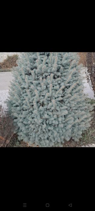 Голубой ел ку́чатлари арзон нархларда