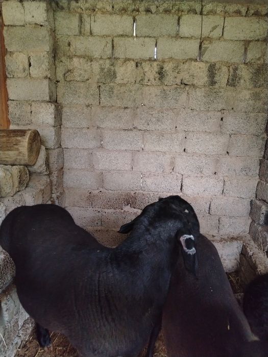 Qochqor 2 tish qulolari butun
