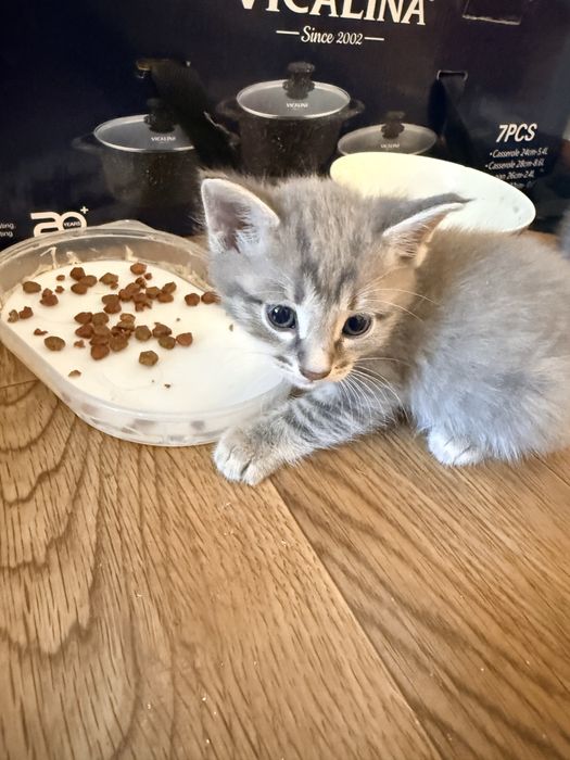 отдаю котят в добрые руки 4 шт