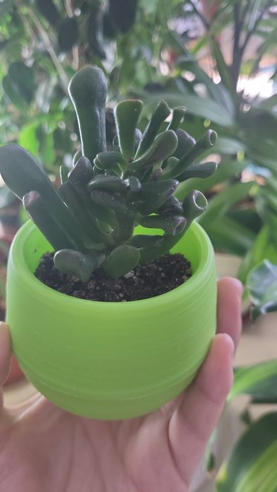 Красула хоббит отросток