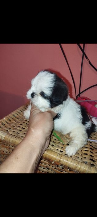 De vanzare băiețel shih.tzu
