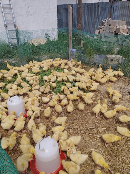 Продажа бройлерные цеплята