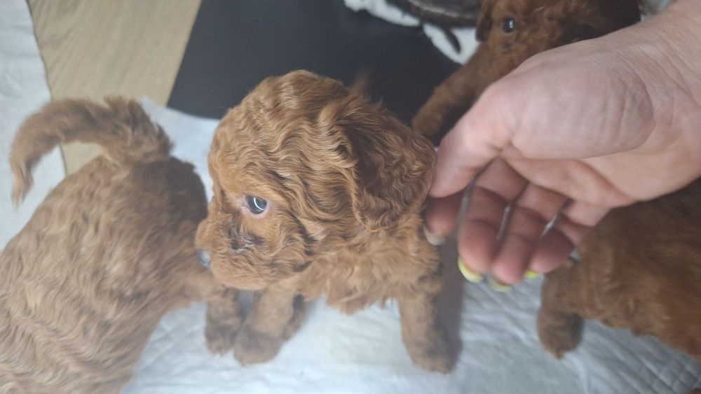 Мини пуделчета /момчета и момичета