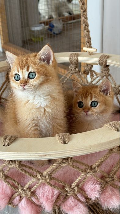 Золотая британская шиншилла ny 12