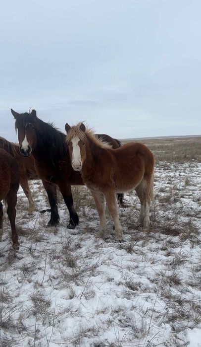 Жеребята тяжеловоз