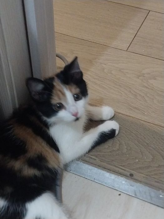 Отдам отдам отдам