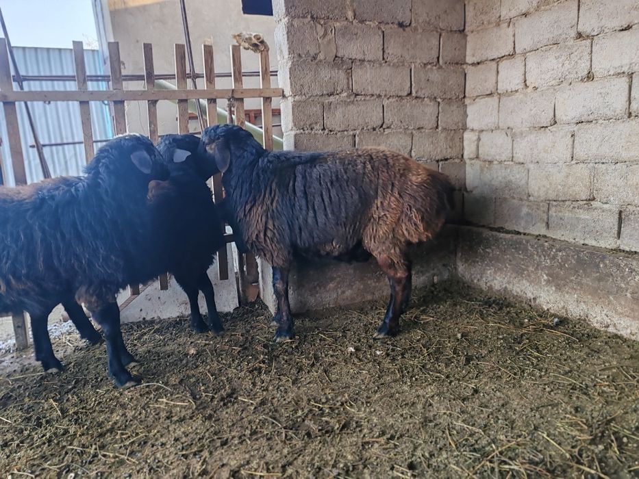 Қошқар сатылады семіз