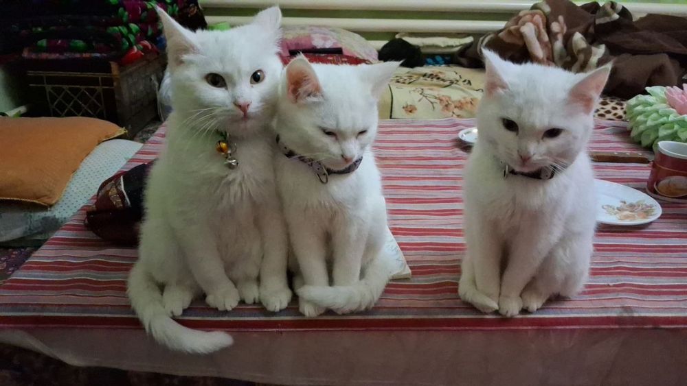 Белоснежные коты